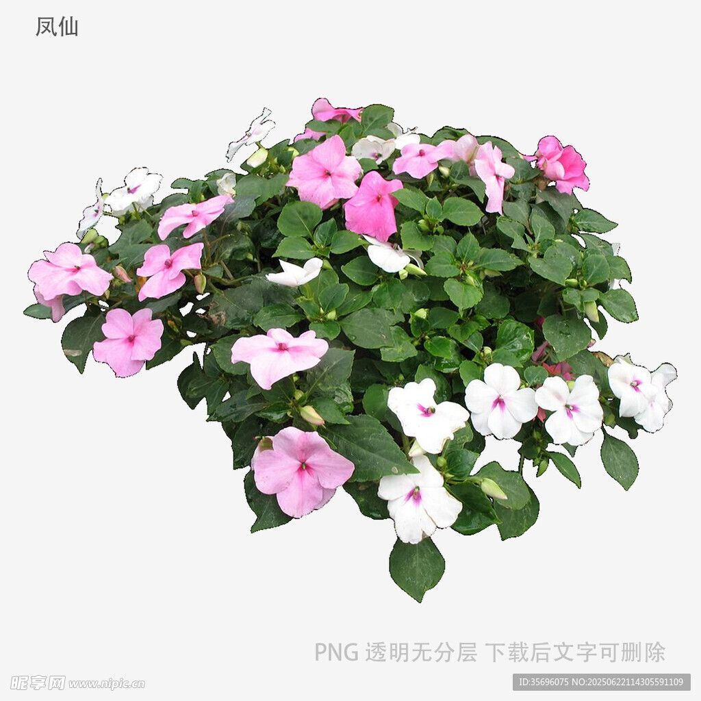 粉色矮牵牛盆栽花卉