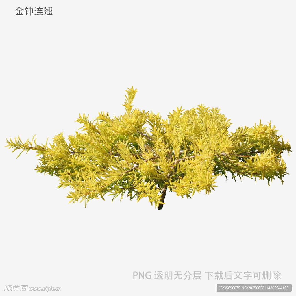 金黄连翘花枝