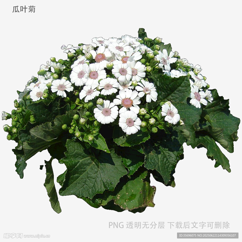 白色花朵绿植盆栽