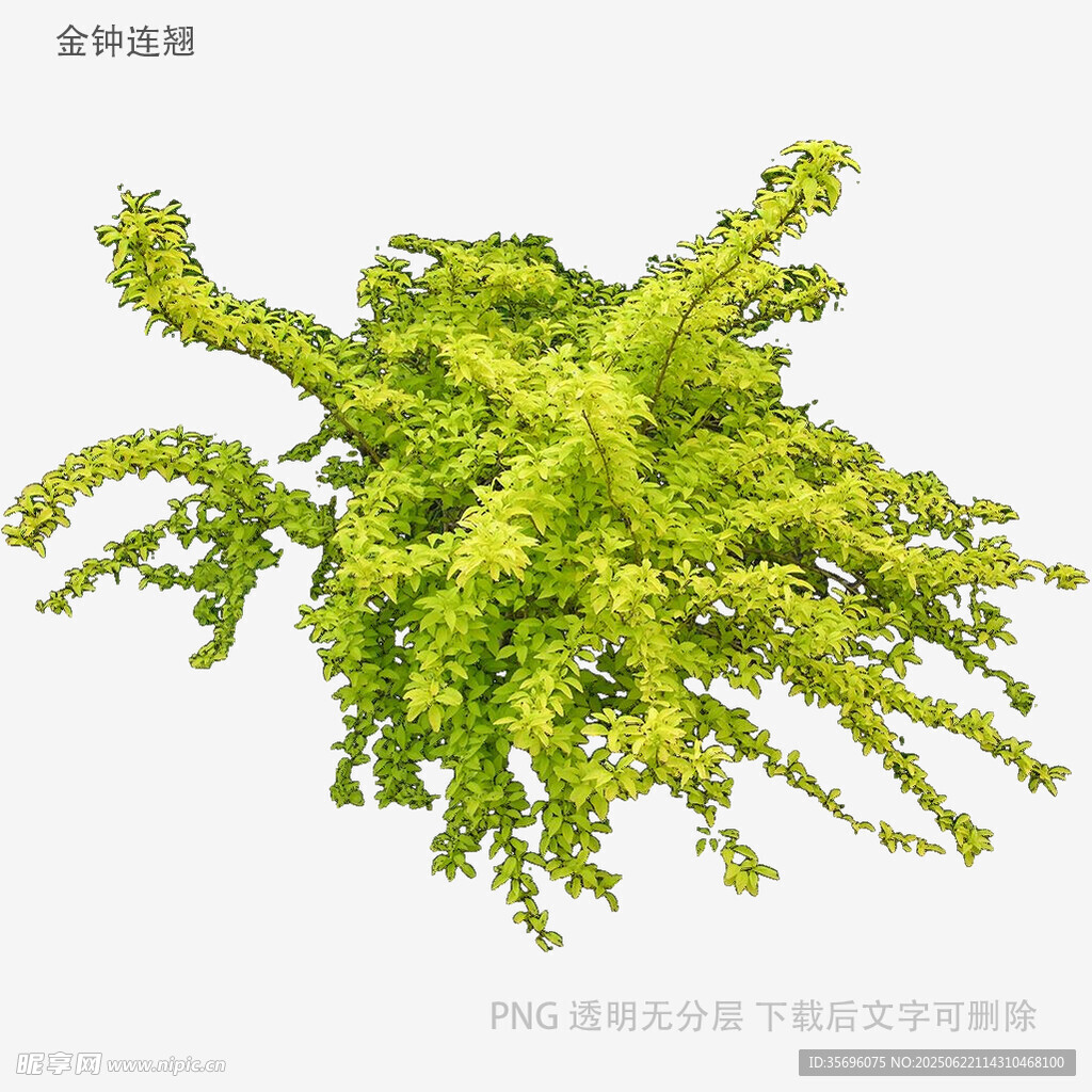 翠绿海藻植物特写