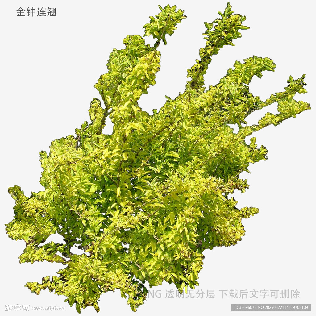翠绿茂盛的树木模型