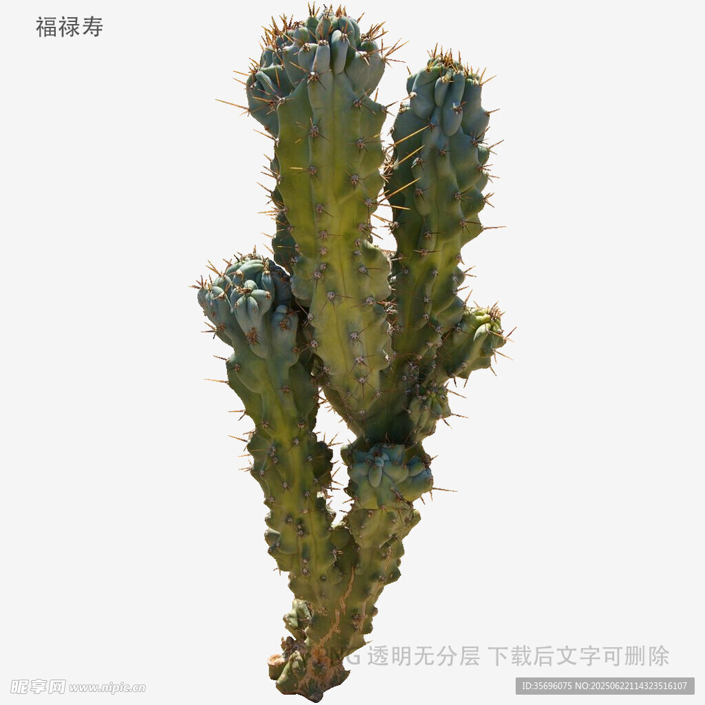 独特造型的仙人掌植物