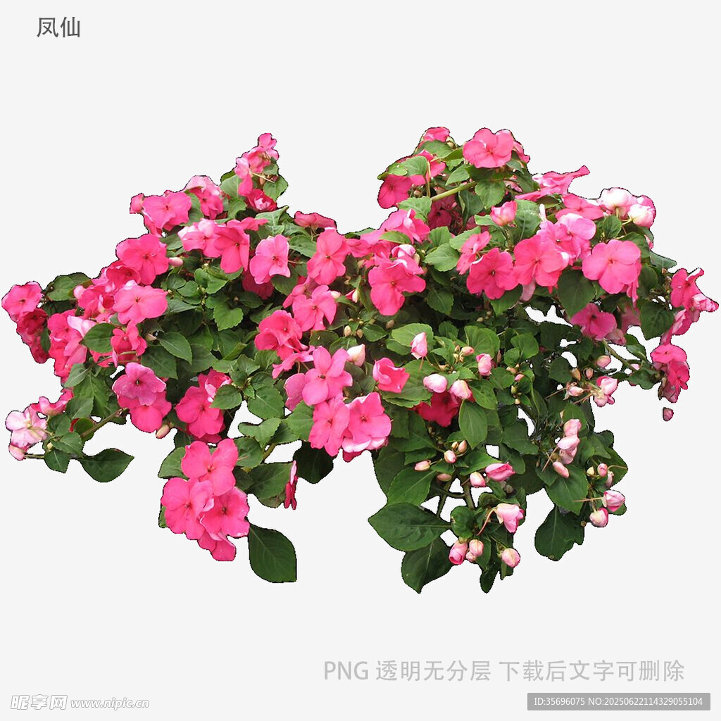 娇艳粉色花卉盆栽