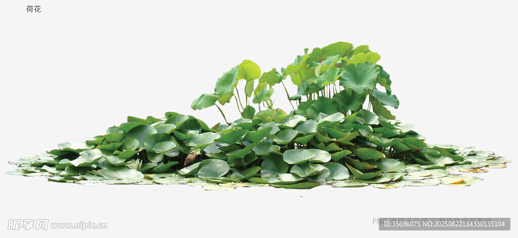 翠绿繁茂的植物景观