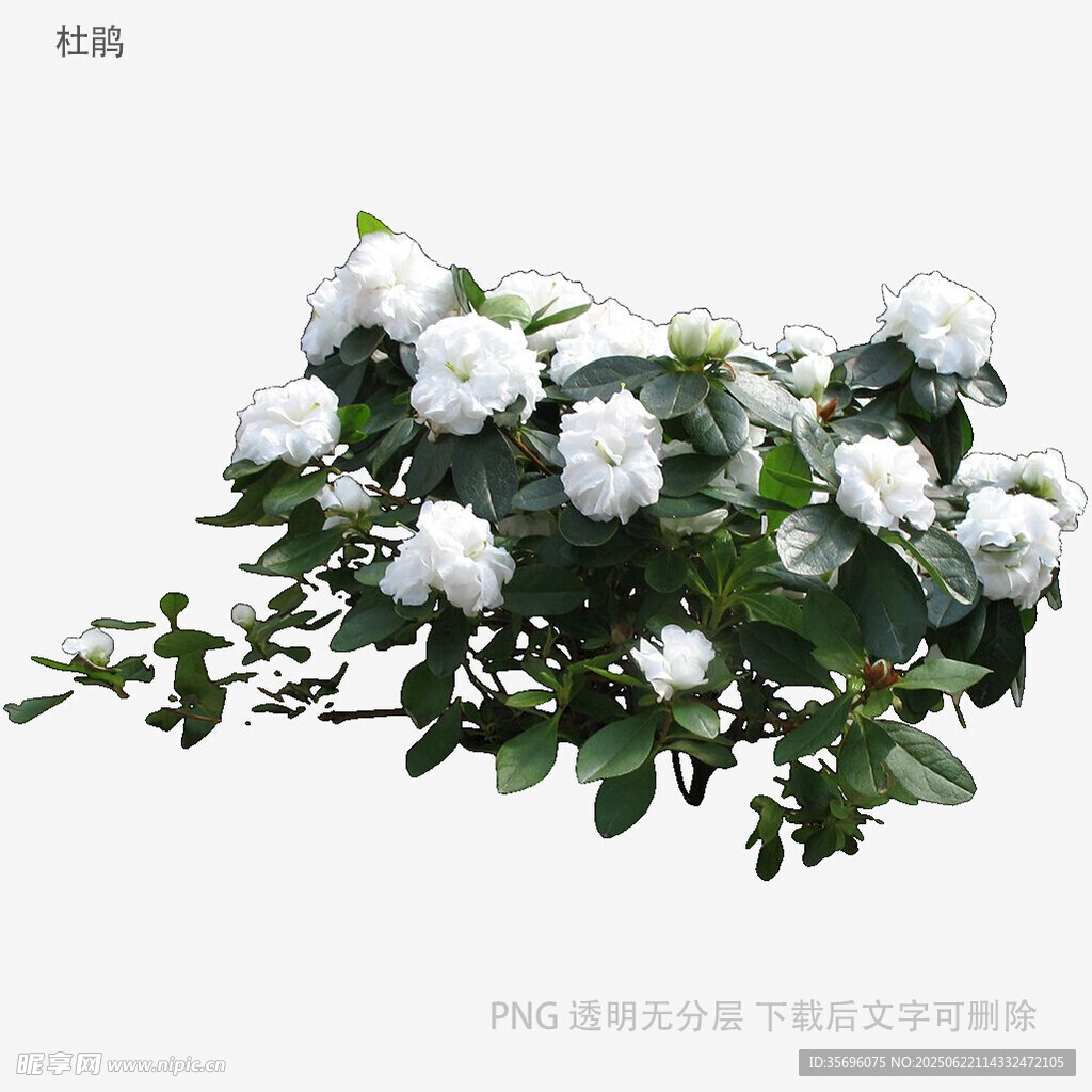洁白山茶花绽放枝头