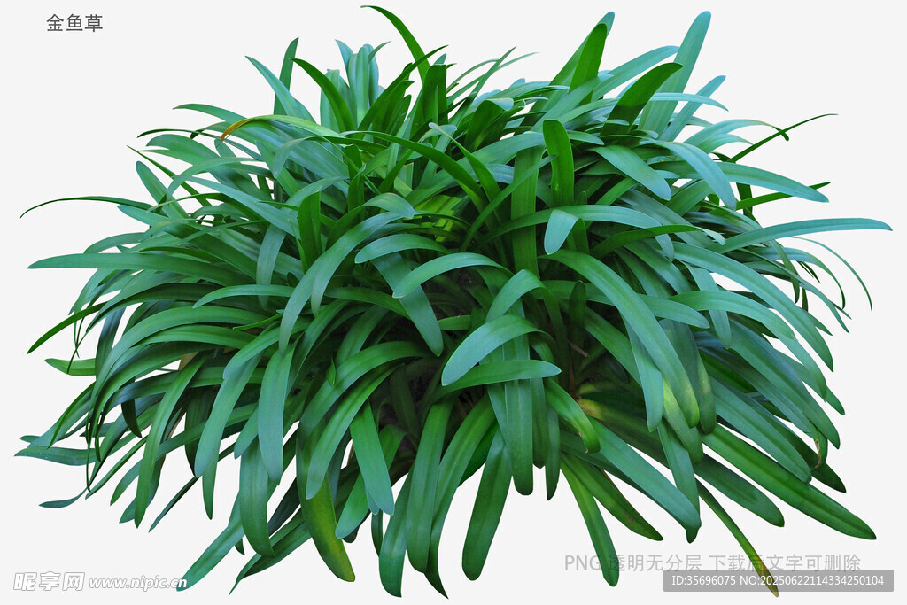 翠绿阔叶植物特写