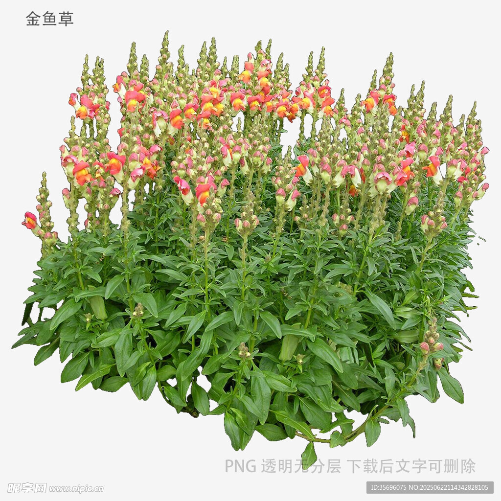 金鱼草花卉特写