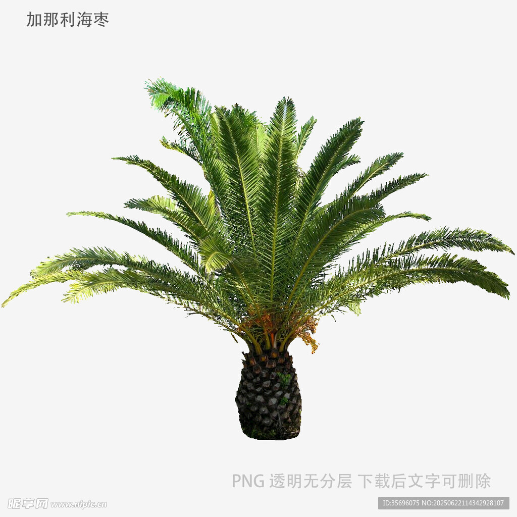 仿真苏铁植物摆件