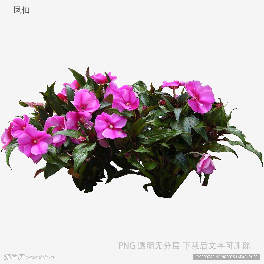 粉色花卉盆栽