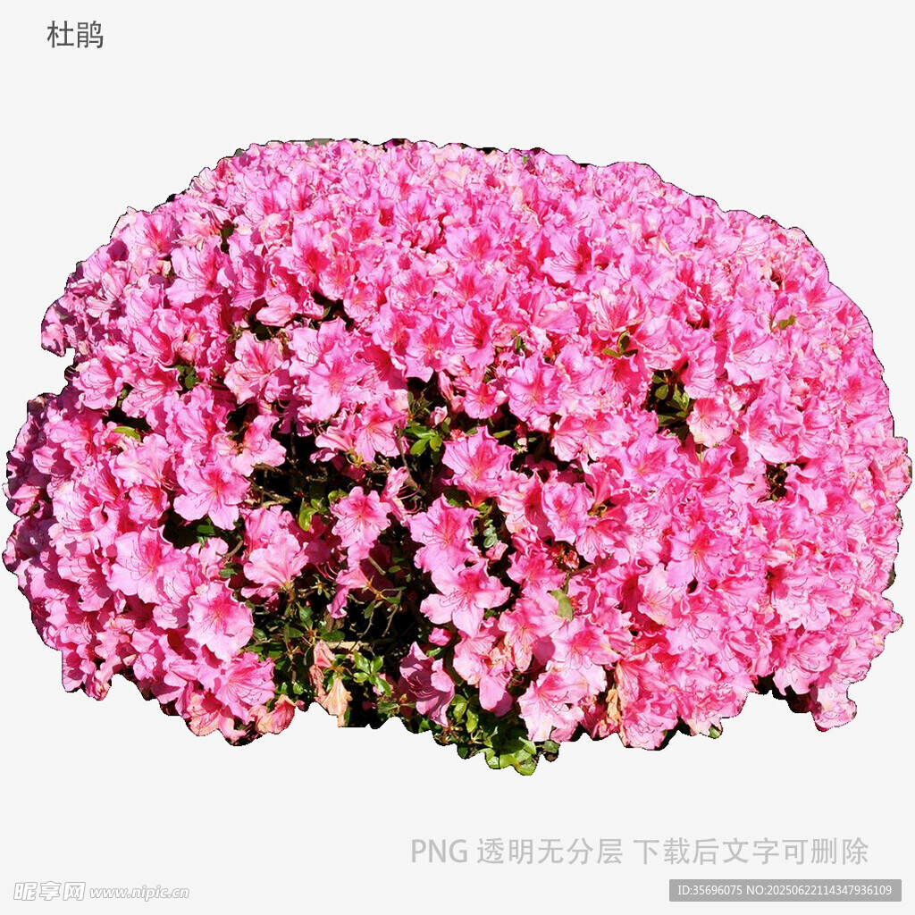 粉色繁花盆栽