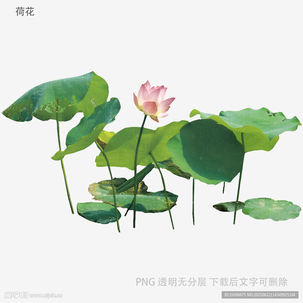 水墨风荷花荷叶插画