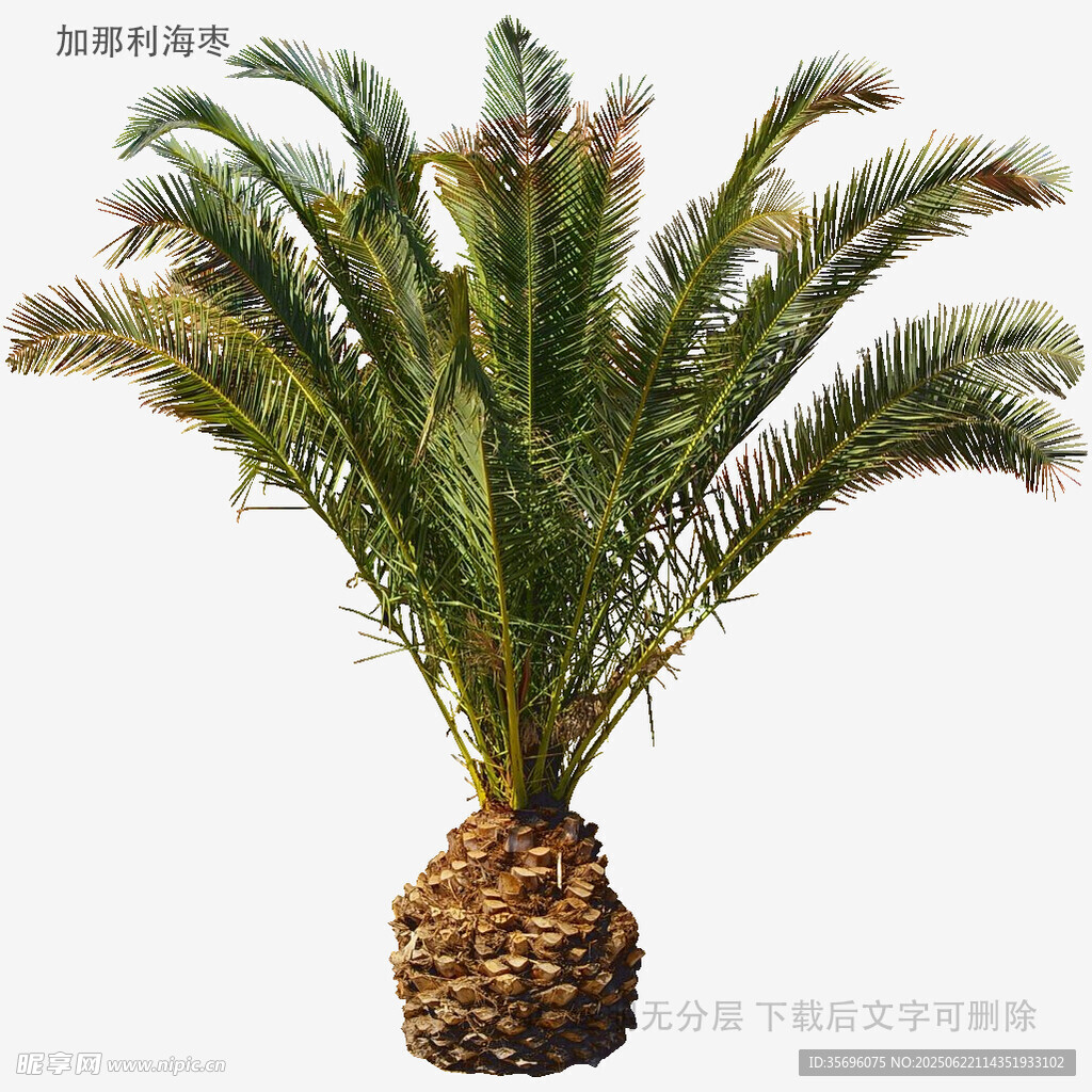 苏铁盆栽植物