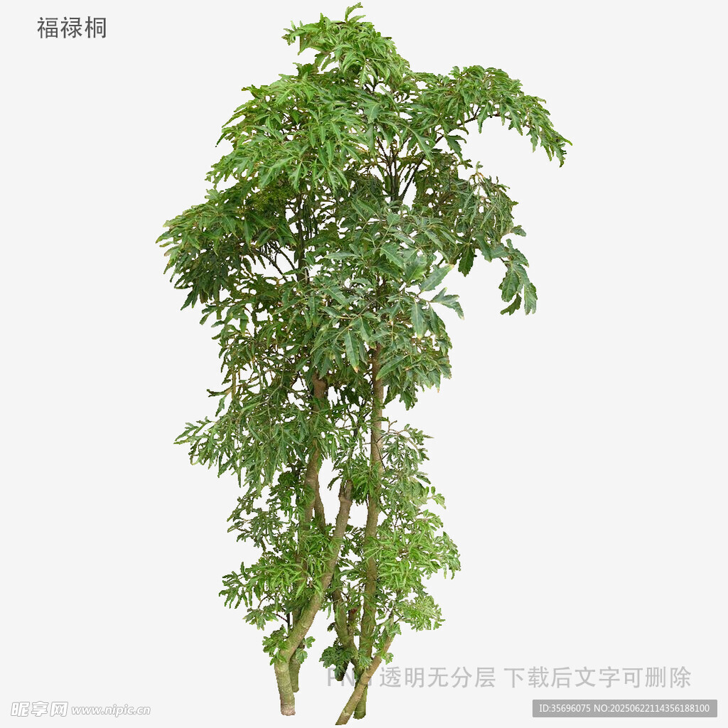 单株繁茂绿植展示