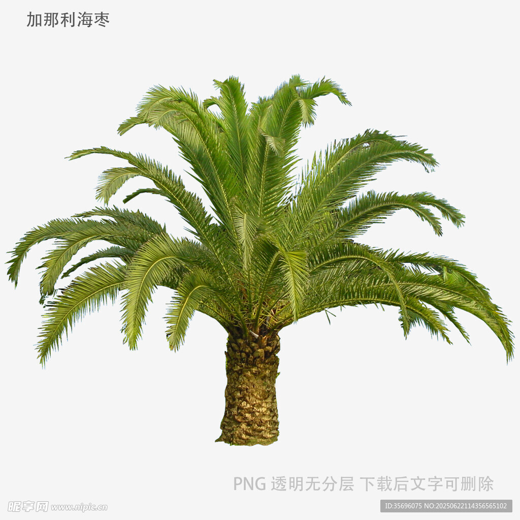 苏铁植物特写