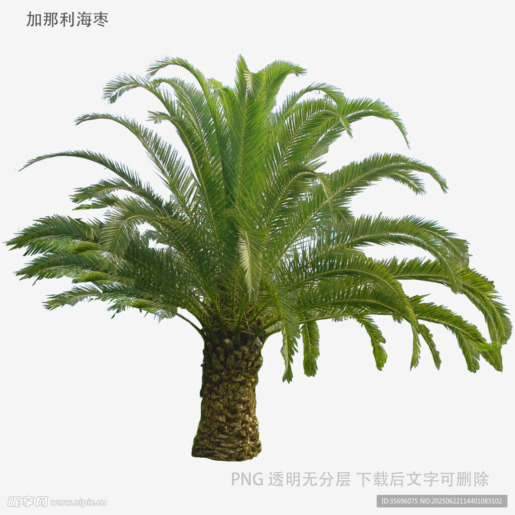 苏铁植物特写