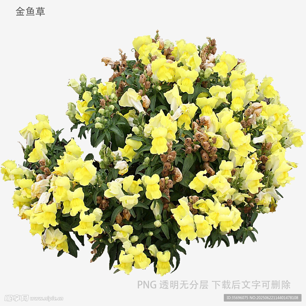 黄色花卉盆栽