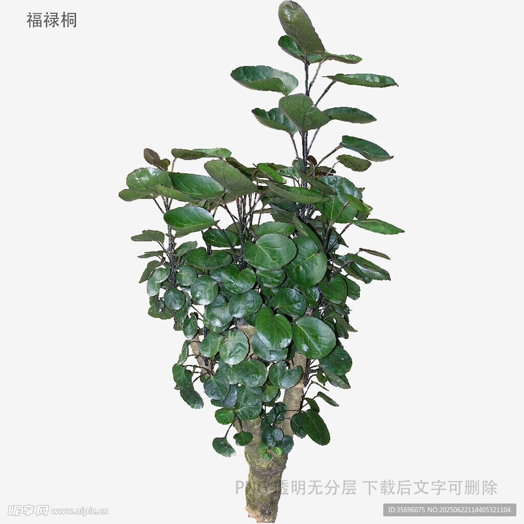 翠绿繁茂的盆栽绿植
