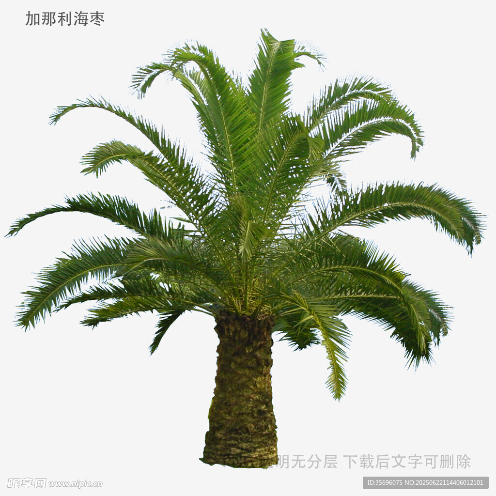 单株苏铁树植物景观