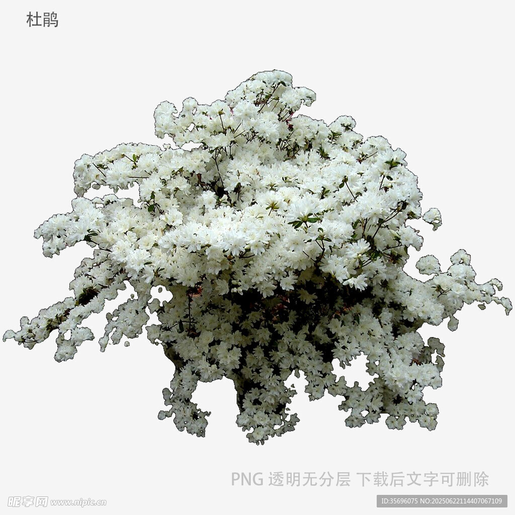 白色珊瑚摆件