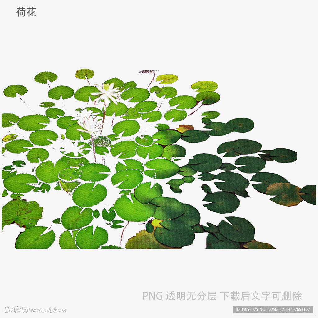 水面上的翠绿荷叶