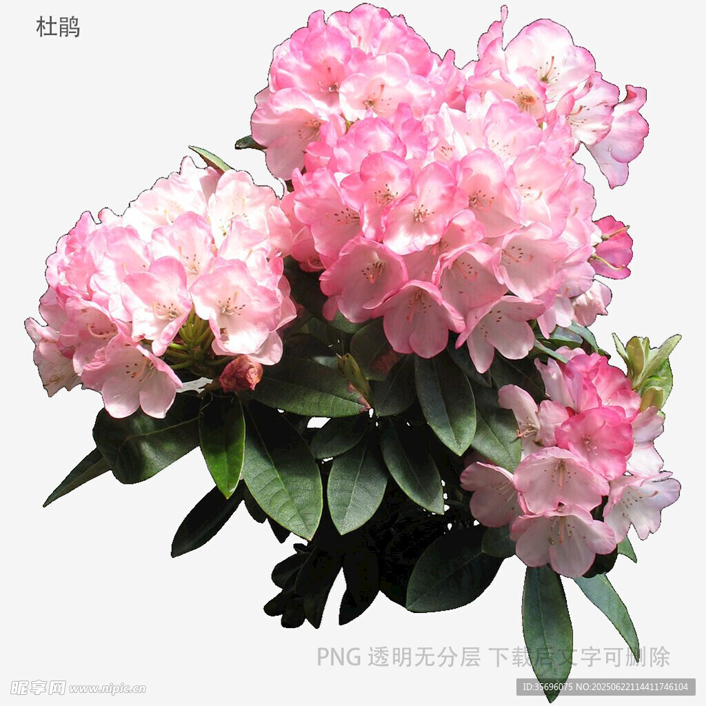 粉色杜鹃花绽放