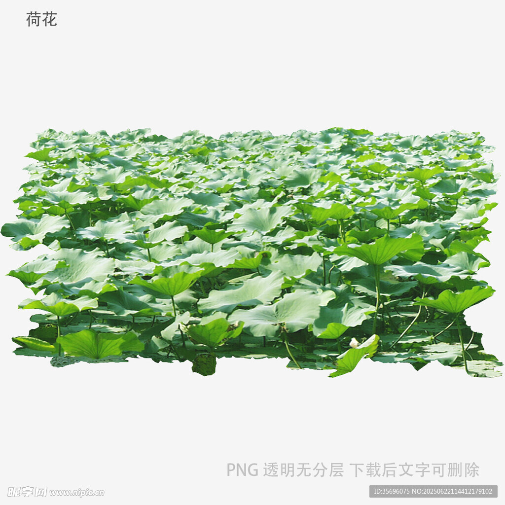 大片翠绿荷叶景观
