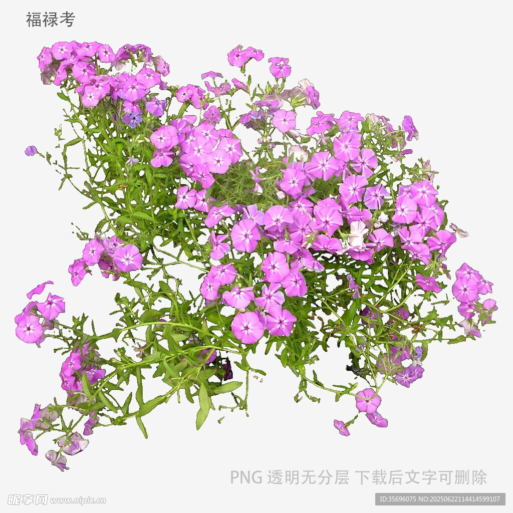 紫色繁茂小花绽放
