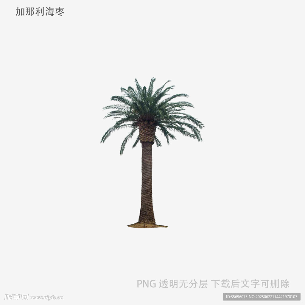 单株棕榈树模型展示