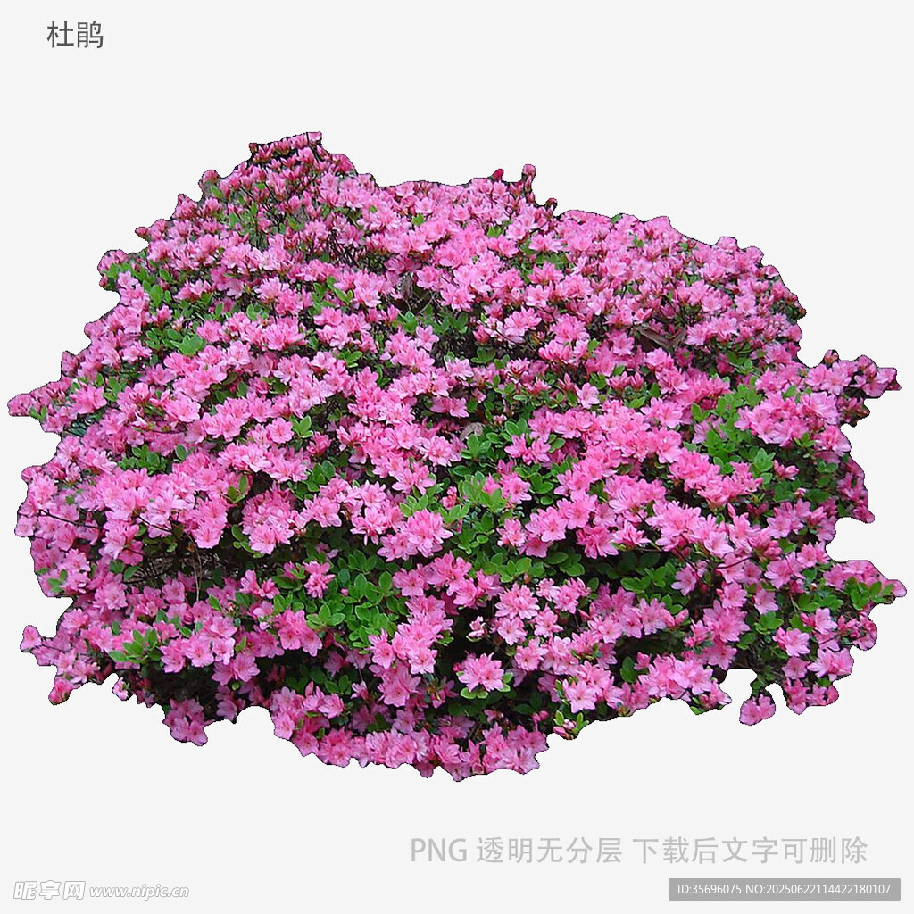 盛开的粉色花丛