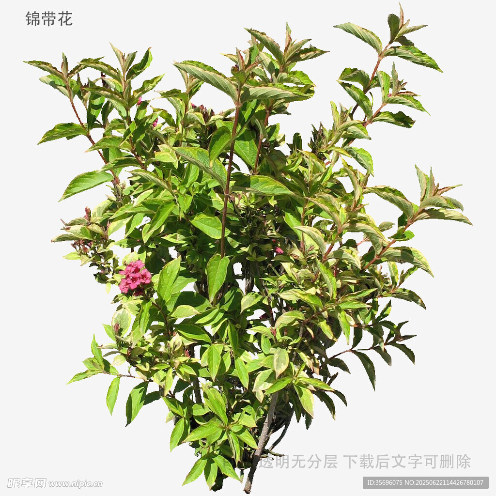 绿叶间的娇艳粉色花朵