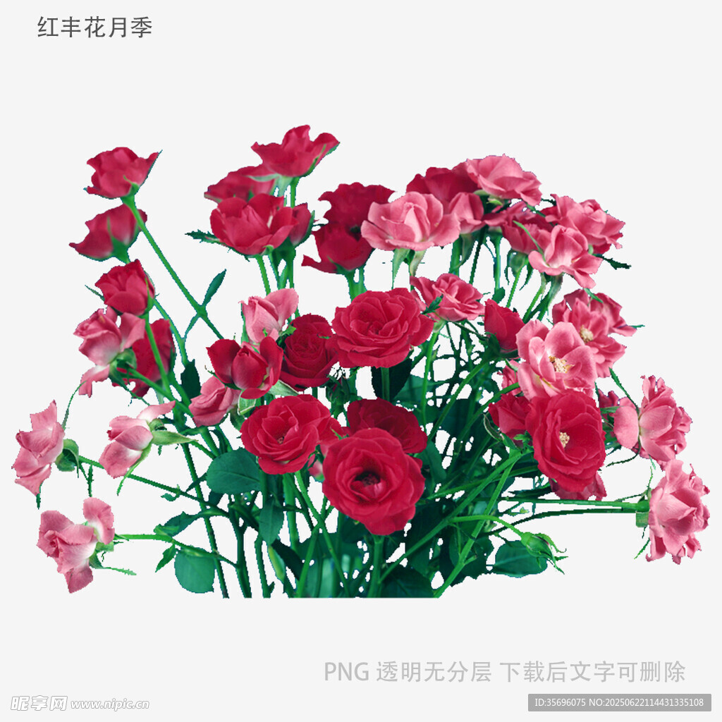 鲜艳玫红花卉插画