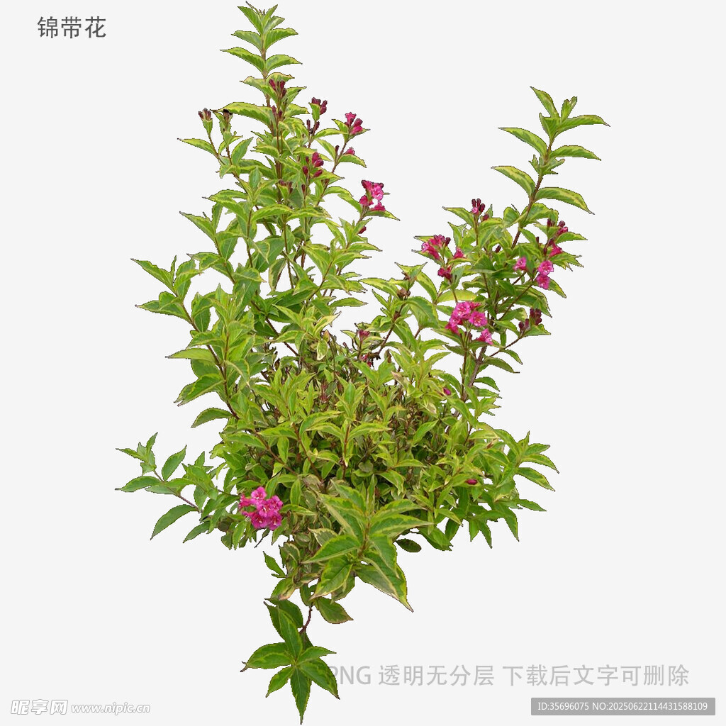 绿叶间绽放的娇艳野牡丹花