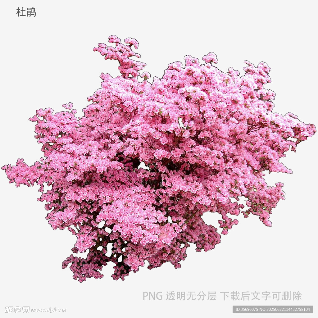 盛开的粉色繁花