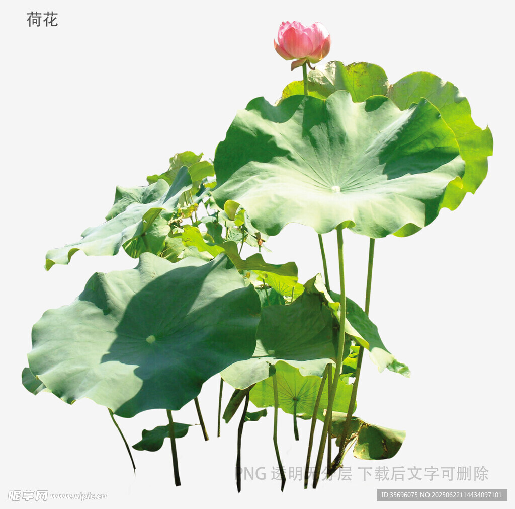 清新荷花荷叶图