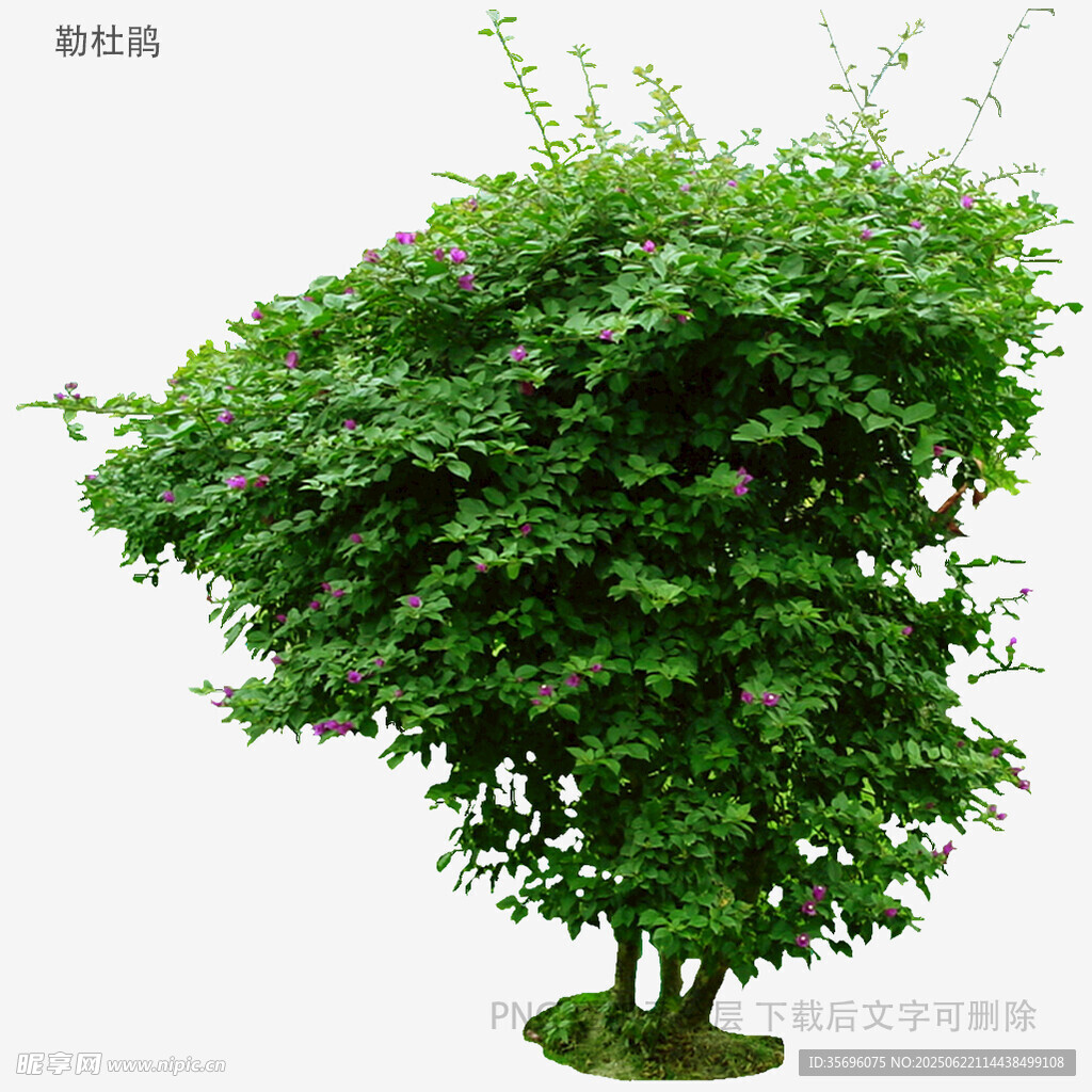茂盛绿植盆栽