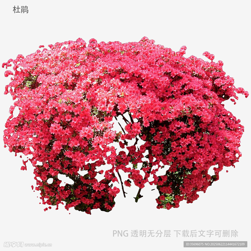 盛开的粉红色繁花植物