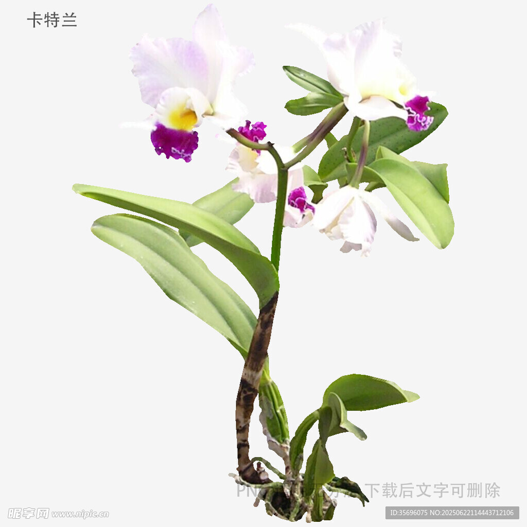 美丽卡特兰花卉植株