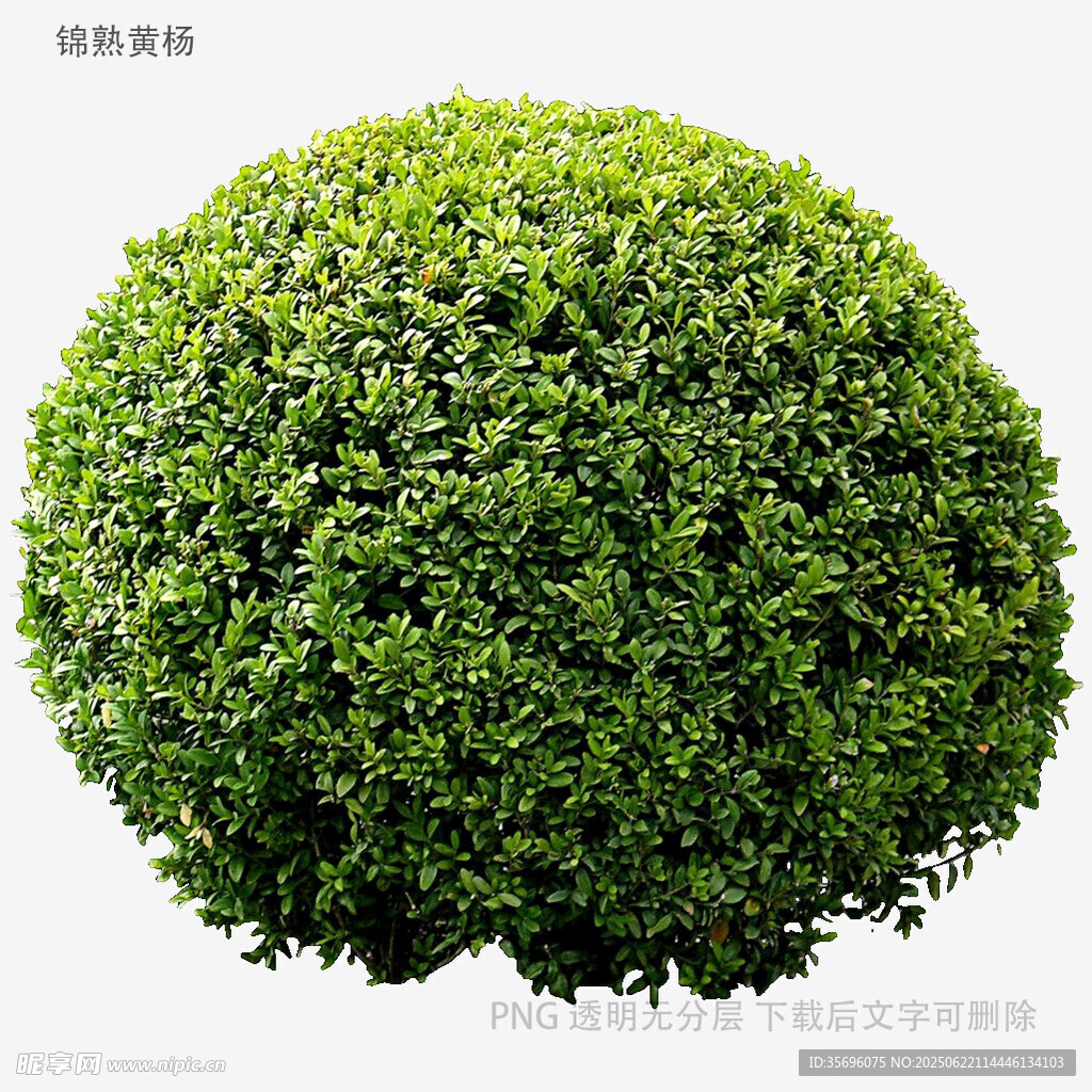 球形绿植灌木特写