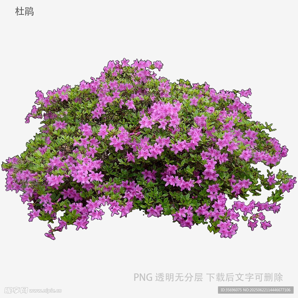 盛开的紫色花卉植物