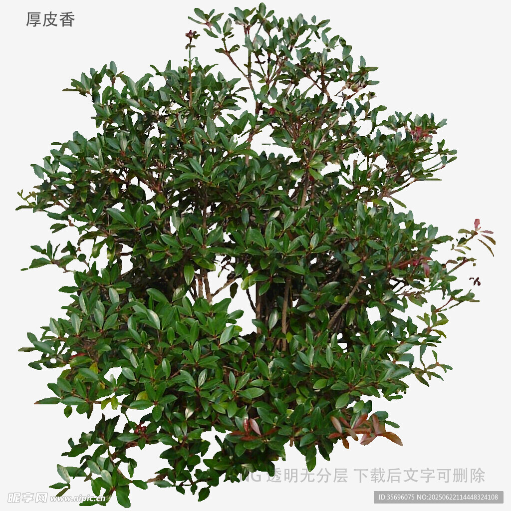 翠绿繁茂的灌木植物