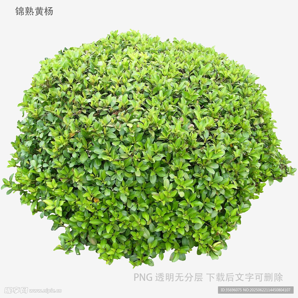 球形绿植盆栽