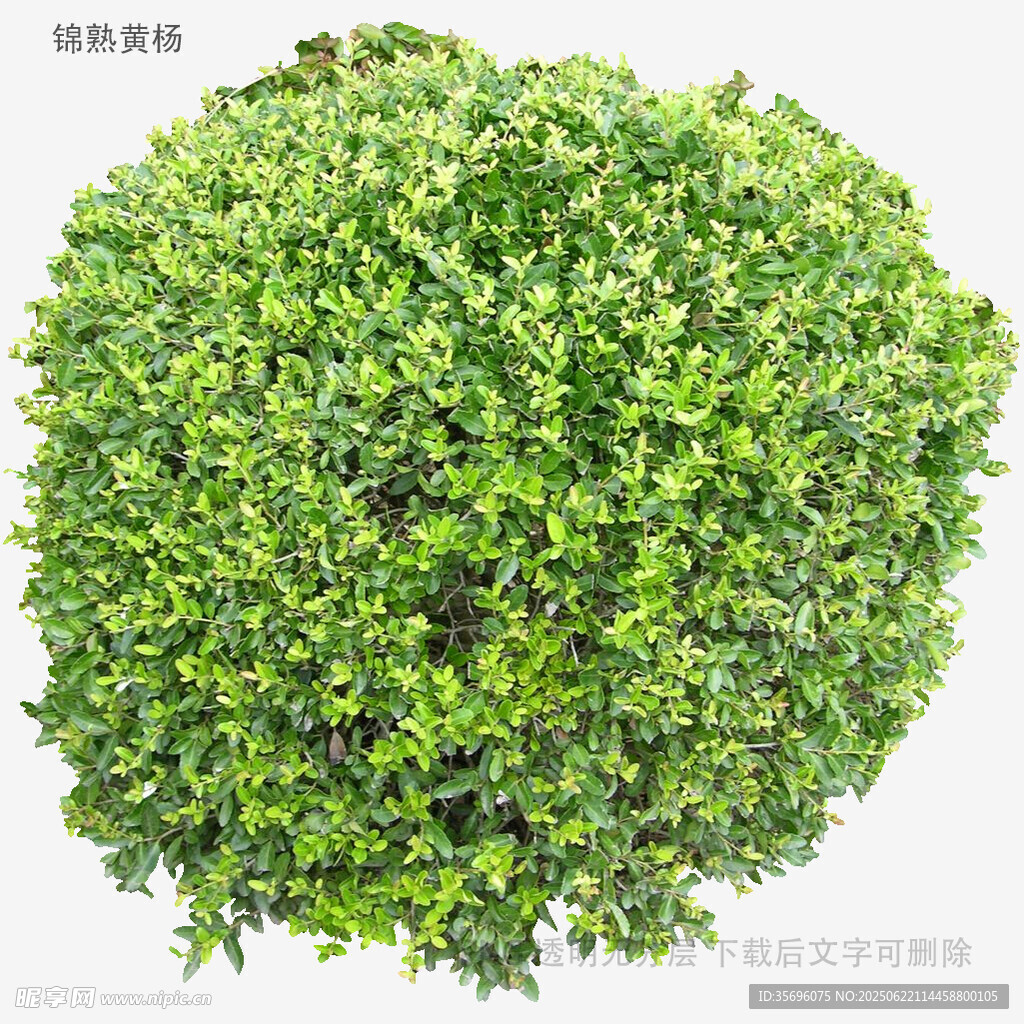 球形绿植灌木特写