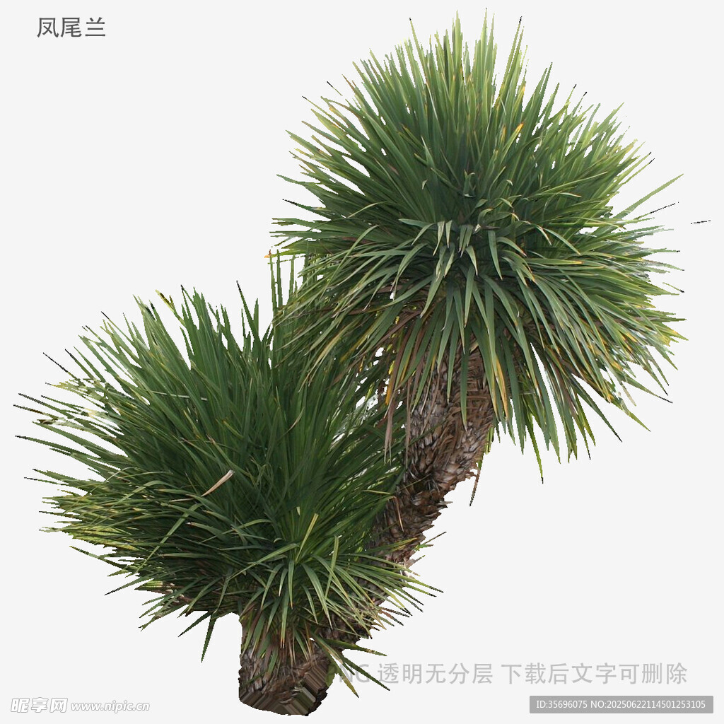 两株龙血树特写