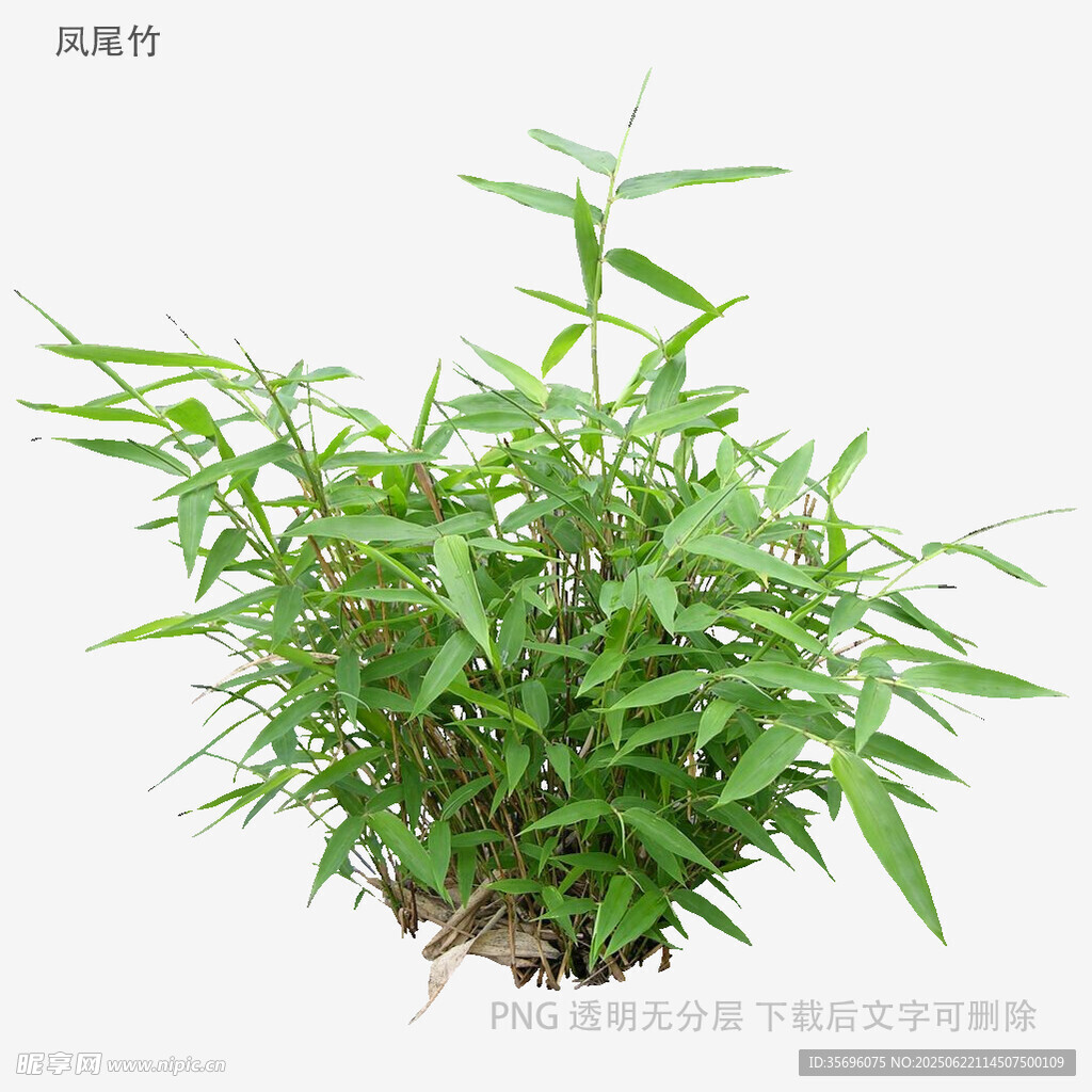 翠绿小竹盆栽