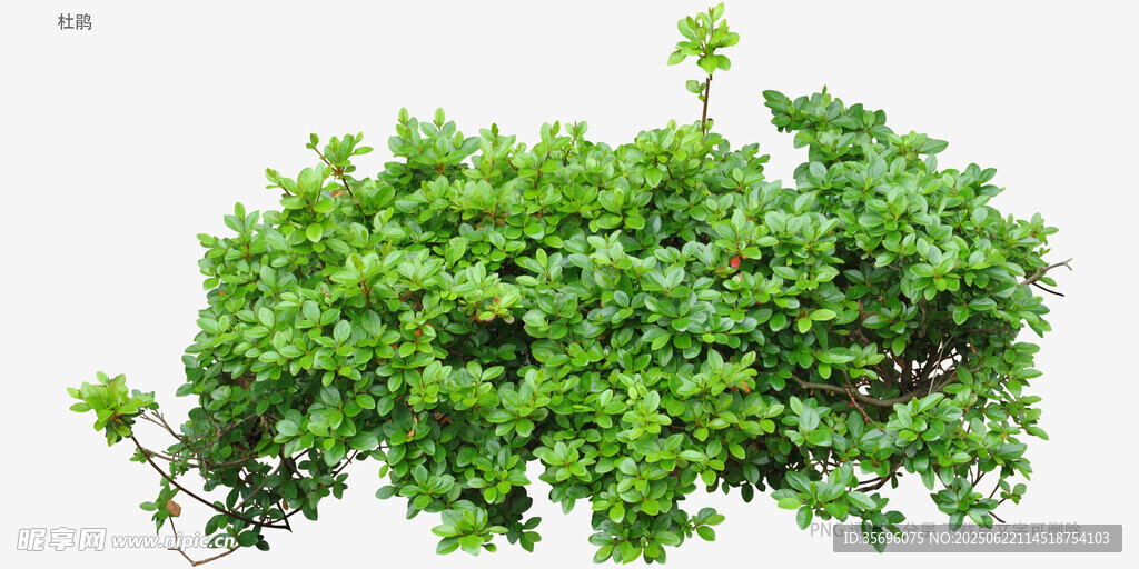 翠绿繁茂的灌木植物