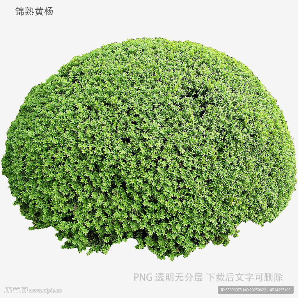 球形绿植