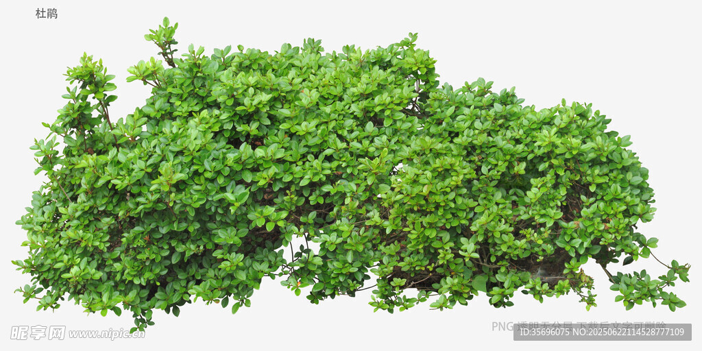 翠绿丛生植物景观