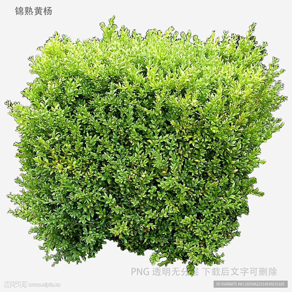 翠绿茂密的方形绿植灌木