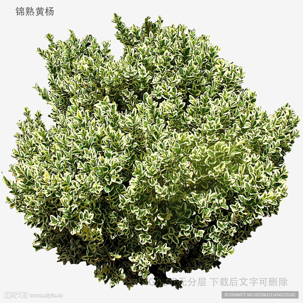 茂盛绿树特写