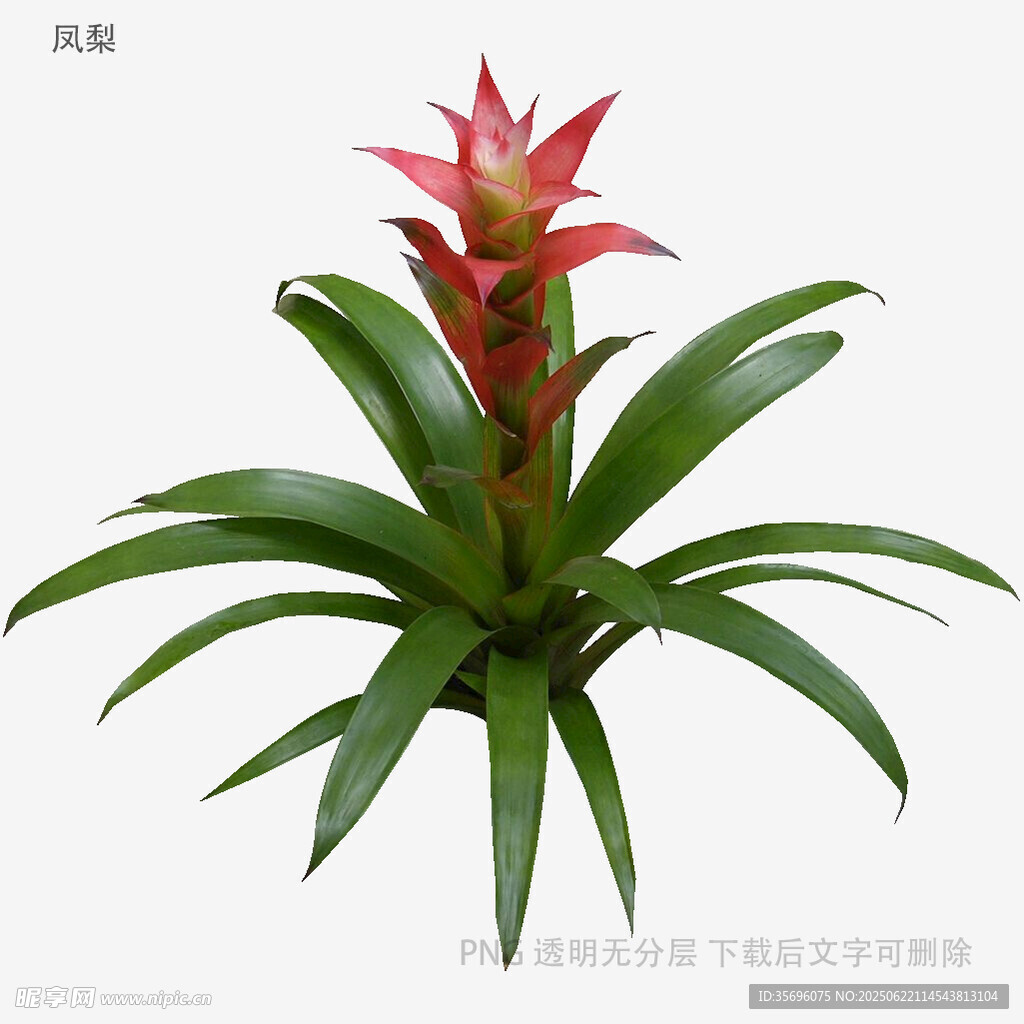 植物